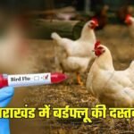 hindi-news
